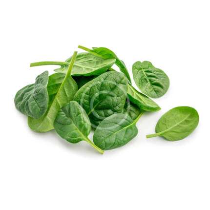 Fresh Basil